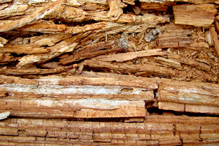 wood-rot